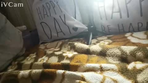 gatodes6116291 online show from October 30, 5:35 pm