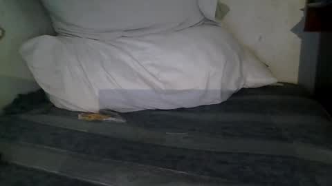 harry1cannary online show from January 13, 3:23 am