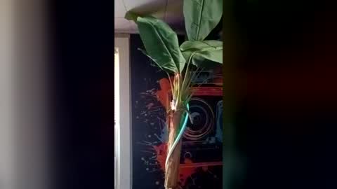 SeanPatrick online show from July 11, 6:43 pm