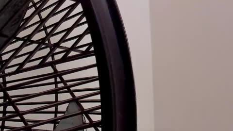 IAN CASTILLO online show from February 11, 11:15 am