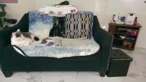 Nicole  Allen online show from February 13, 12:46 am