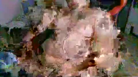 juteja online show from September 13, 10:20 pm