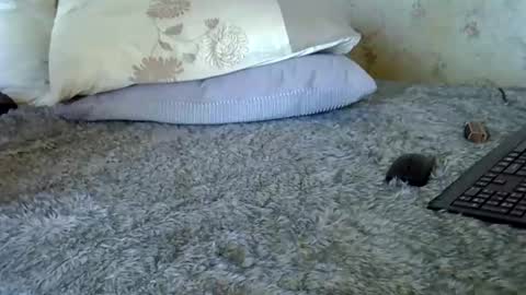 k5661 online show from December 20, 11:06 am