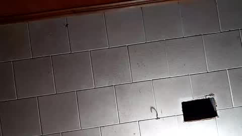 kfrost380 online show from October 26, 9:31 pm