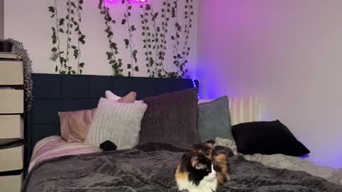 Snapshot of kisskatie chatting on December 16, 11:12 am Kaitie online show from December 16, 11:12 am