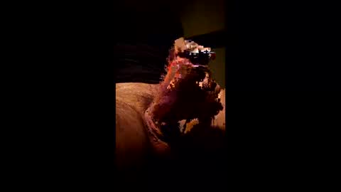 Kitkat loco online show from January 11, 8:36 pm