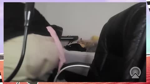 Snapshot of kittykay86 chatting on December 16, 9:36 am Bella Blue BBW online show from December 16, 9:36 am