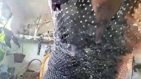 Snapshot of lacybell chatting on February 25, 3:43 pm lacybell online show from February 25, 3:43 pm