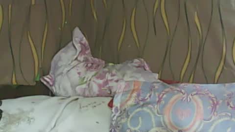 LadyXSnakes online show from February 11, 6:08 am