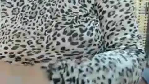 Snapshot of lailasensu chatting on July 22, 11:35 am LAILA online show from July 22, 11:35 am