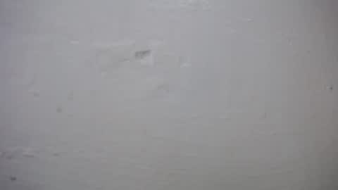 lisa_branch online show from October 27, 10:41 am