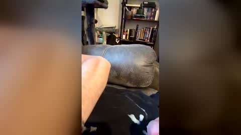 longhairhunky online show from March 7, 11:35 pm