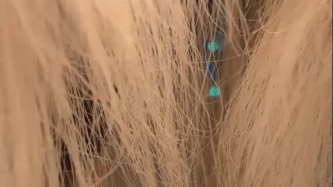 Snapshot of lunaafox chatting on January 1, 4:29 pm lunaafox online show from January 1, 4:29 pm