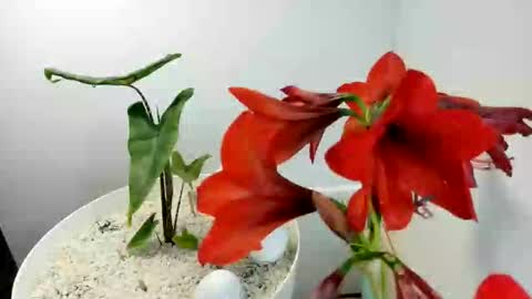 manup1977 online show from December 15, 12:09 pm