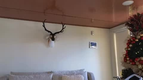 Sebastian online show from December 8, 7:22 pm