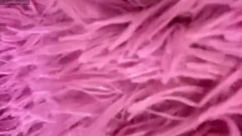 Snapshot of minforbush chatting on November 15, 3:52 pm Amelia online show from November 15, 3:52 pm