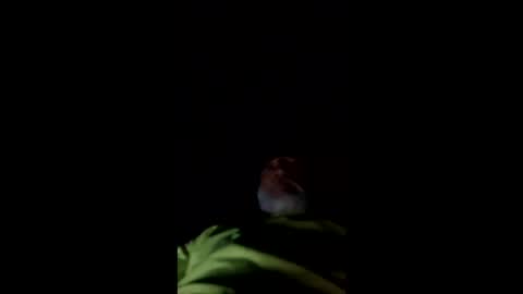 Snapshot of mullinfloggin79 chatting on May 28, 10:01 am mullinfloggin79 online show from May 28, 10:01 am