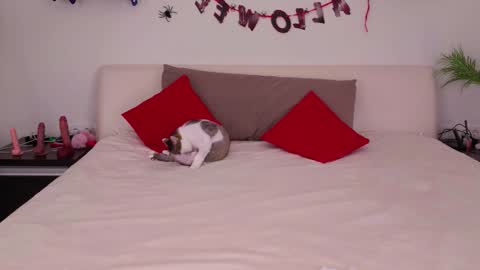 Belle online show from November 3, 1:08 am