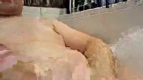 p20ccm online show from January 11, 7:27 pm