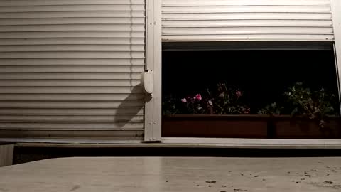 angel hris online show from November 16, 4:23 pm