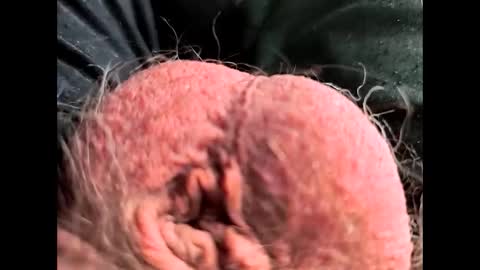 petrol63102 online show from February 26, 1:10 pm