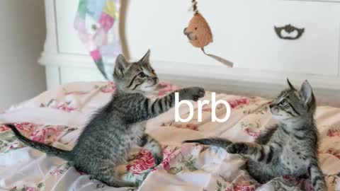 Kitty online show from November 6, 12:22 am