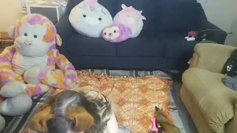 puppygirllovestobeg online show from June 21, 7:22 am