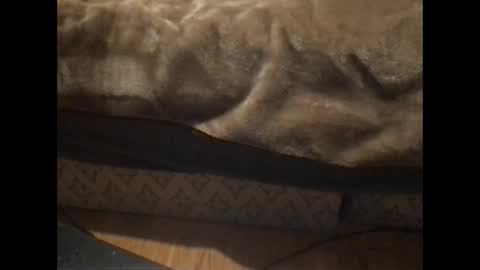 Redfox online show from January 5, 5:38 pm