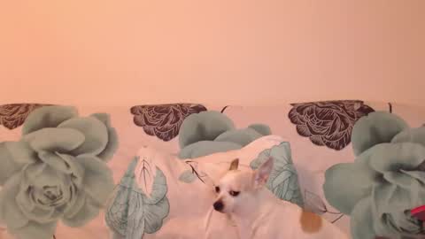 riri_mojo_92 online show from November 25, 10:32 pm