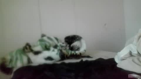 Snapshot of roxybcali chatting on November 5, 7:36 pm Roxy and Brock online show from November 5, 7:36 pm