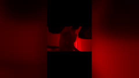 sbsesh online show from February 14, 12:02 pm