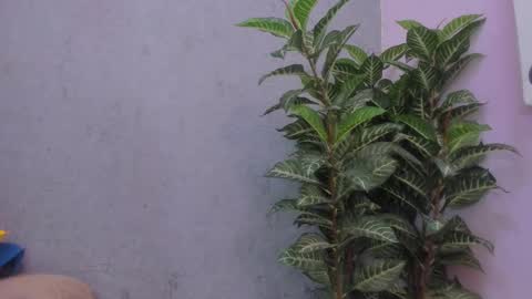 Snapshot of scarlett646 chatting on November 29, 3:09 am Scarlett 3 online show from November 29, 3:09 am