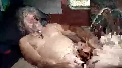 Shamroc online show from March 5, 2:02 pm