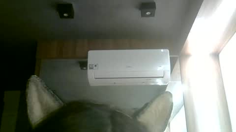 skinnykittencam online show from June 14, 2:24 am
