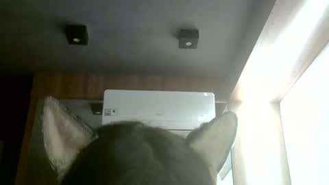 skinnykittencam online show from June 22, 3:25 am