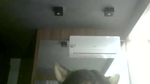 skinnykittencam online show from June 24, 3:33 pm