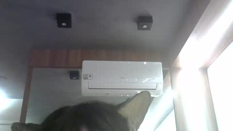 skinnykittencam online show from June 26, 12:59 am