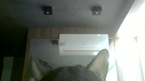 skinnykittencam online show from June 28, 1:28 pm