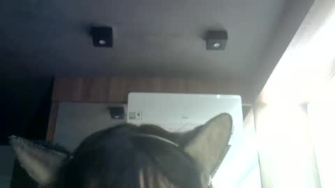 skinnykittencam online show from July 9, 7:34 am