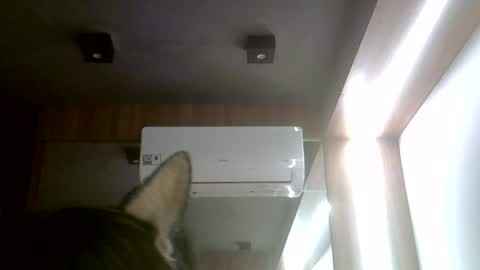 skinnykittencam online show from July 20, 11:45 am