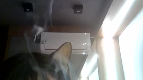 skinnykittencam online show from July 22, 2:09 pm