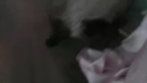 sp1tpuppeh online show from May 1, 11:20 pm