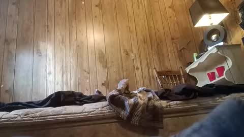 straighttoy online show from November 3, 3:24 pm