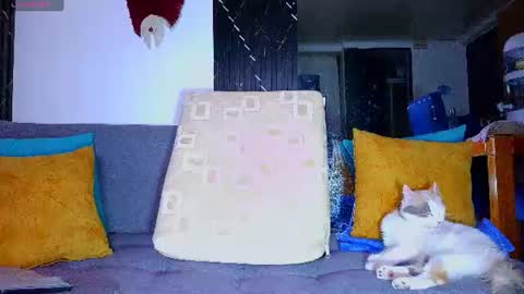 the dog lian online show from June 28, 12:27 am