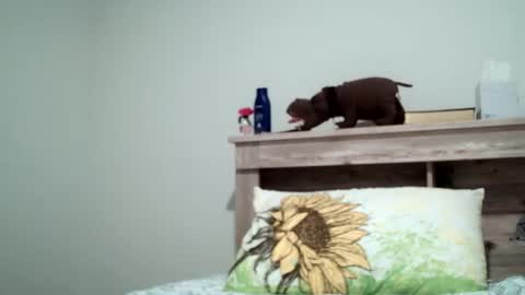 Snapshot of the_sam_ chatting on February 8, 1:54 am the_sam_ online show from February 8, 1:54 am