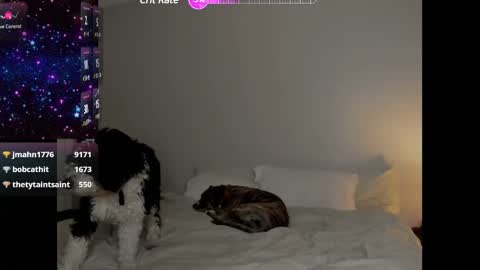 Selina Kyle online show from January 25, 4:13 am