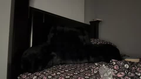 Snapshot of thevixensapphire chatting on July 29, 3:15 am Sapphire the Vixen online show from July 29, 3:15 am