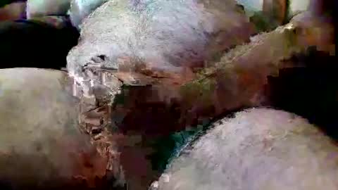 ThiccD online show from July 13, 6:55 pm