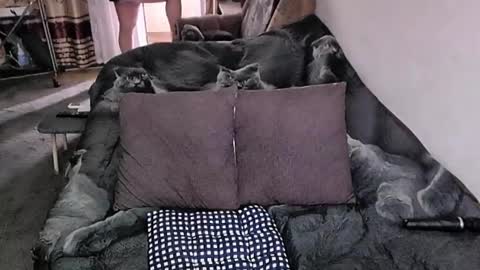 Lana online show from November 20, 4:12 am