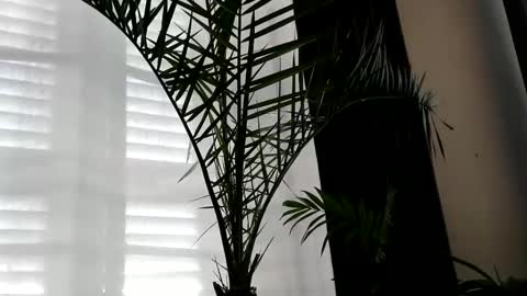 patricia online show from October 2, 7:04 am